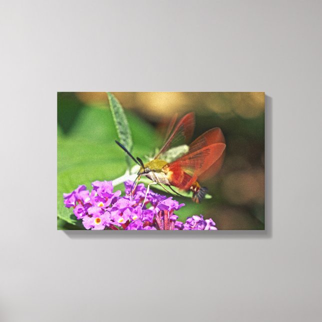 Clearwing Hummingbird Hawk Moth Canvas Print (Front)