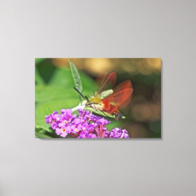 Clearwing Hummingbird Hawk Moth Canvas Print (Front)