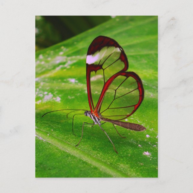 clearwing postcard (Front)