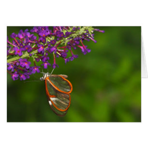 Clearwing upside down