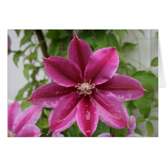 Clematis (Front Horizontal)