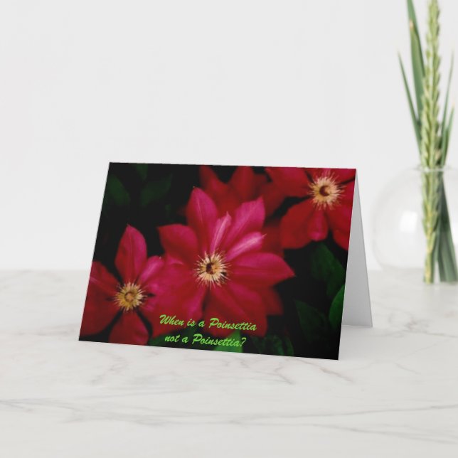 Clematis_1, When is a Poinsettia not a Poinsettia? Holiday Card (Front)