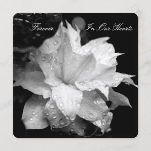 Clematis 2b Dewdrops Funeral Memorial Announcement