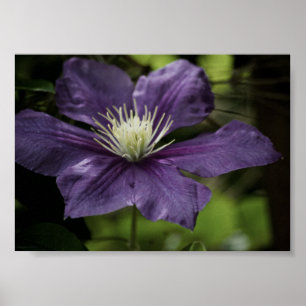 Clematis 8510 Impression