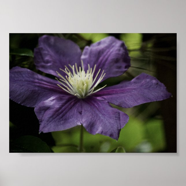 Clematis 8510 Impression (Devant)