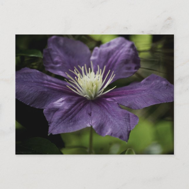 Clematis 8510 Postcard (Front)