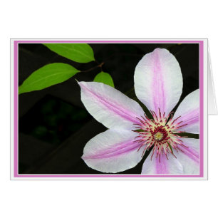 Clematis Avec Feuilles