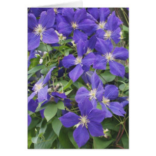 CLEMATIS, BLUE