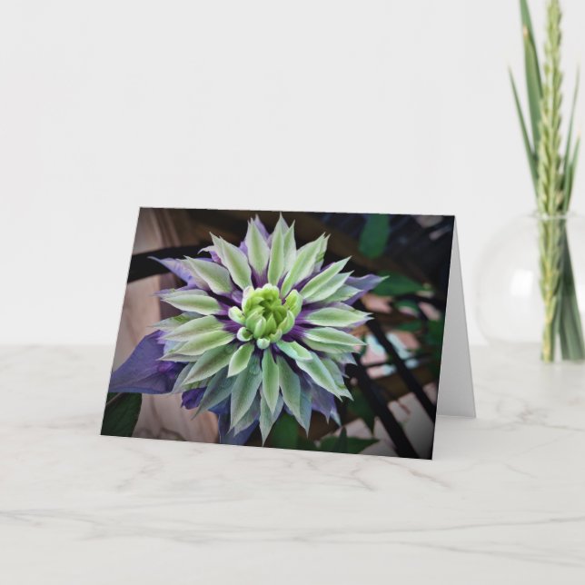 Clematis, card (Front)