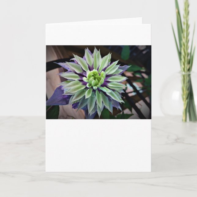 Clematis, card (Front)