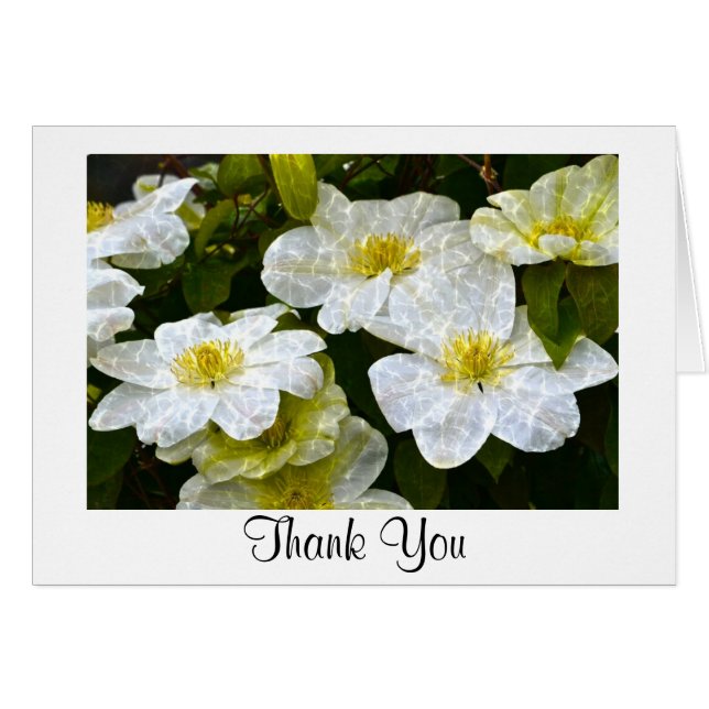 Clematis Carte de remerciements chatoyant (Devant horizontal)