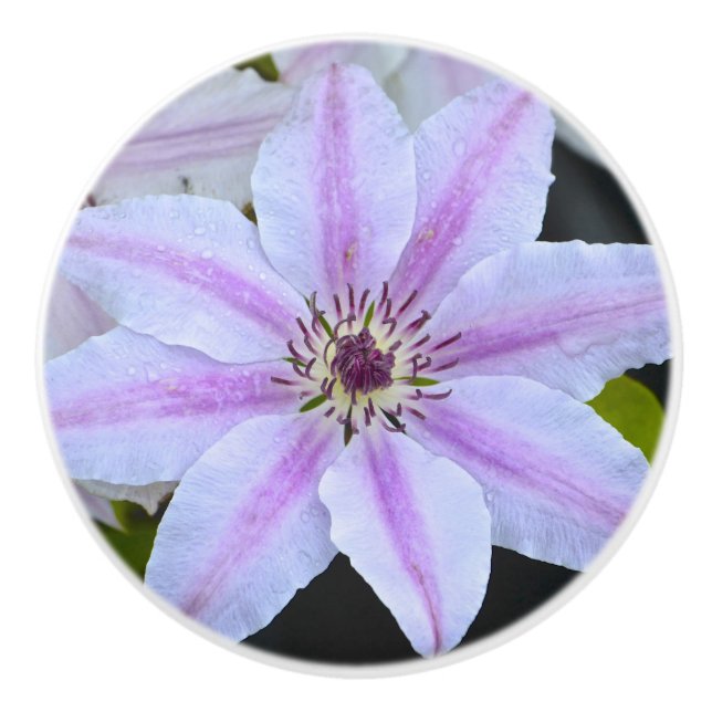 Clematis Ceramic Knob (Front)