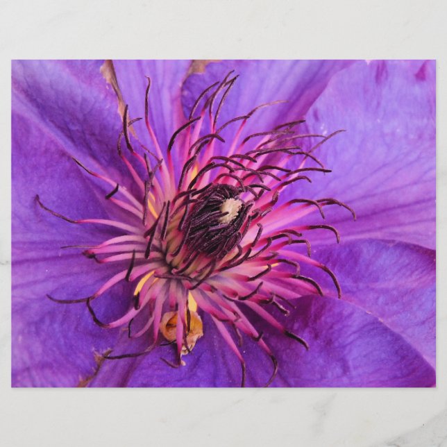 CLEMATIS FLYER (Front)