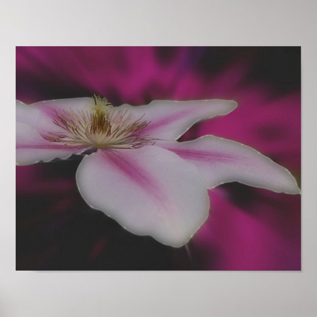 Clematis In Pink Flower Close Up Poster (Front)