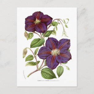Clematis jackmani postcard