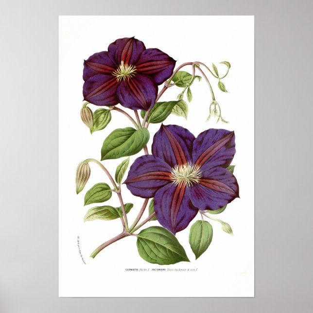 Clematis jackmani poster (Front)