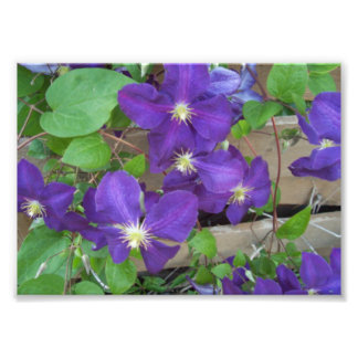 Clematis Jackmanii Superba Photo Print