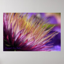 Clematis Macro Print