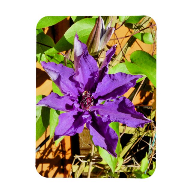 CLEMATIS MAGNET (Vertical)