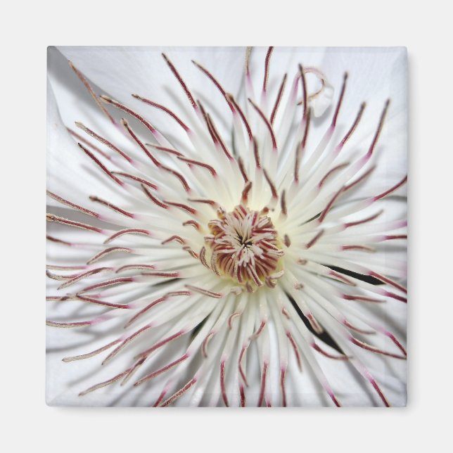 Clematis Magnet (Front)