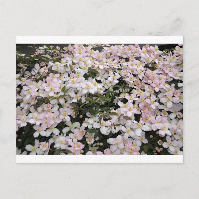 Clematis montana Mayleen Postcard (Front)