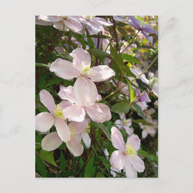 Clematis Montana Postcard (Front)