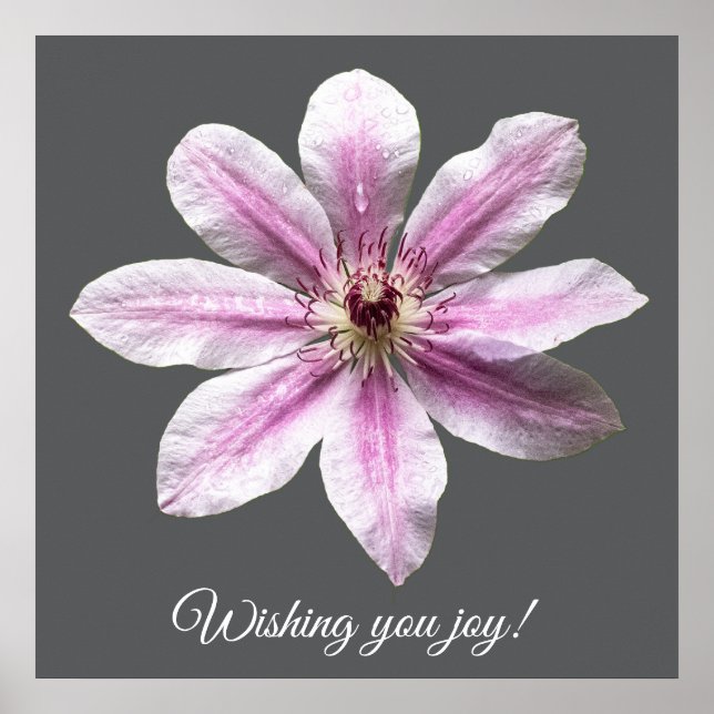 Clematis Nelly Moser Poster (Front)