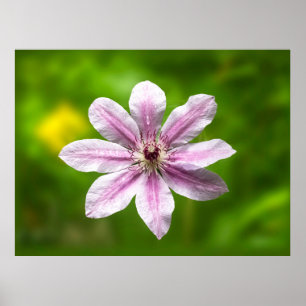 Clematis 'Nelly Moser' Poster