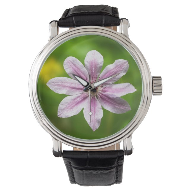 Clematis 'Nelly Moser'  Watch (Front)