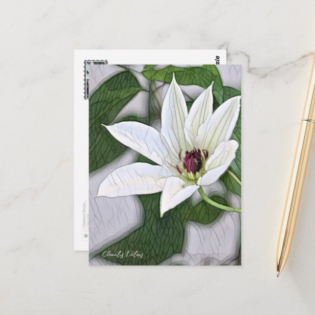 Clematis Patens Postcard (Front/Back In Situ)