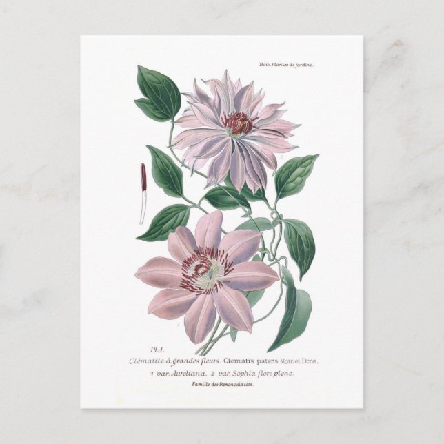 Clematis patens postcard (Front)