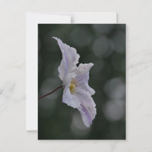 Clematis Postcard