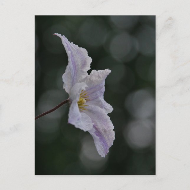 Clematis Postcard (Front)