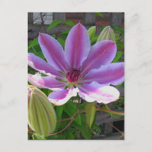 Clematis Postcard