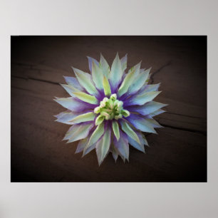 Clematis, Poster