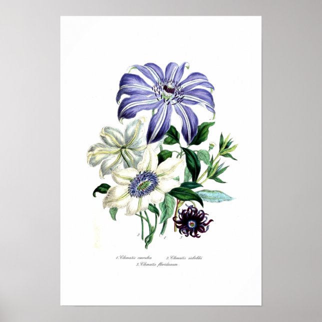 Clematis Poster (Front)