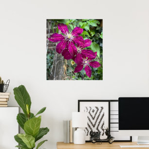 Clematis,  poster