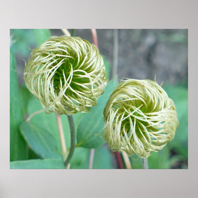 Clematis Seed Head Poster (Front)