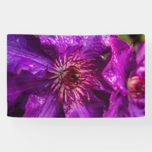 Clematis The President Banner