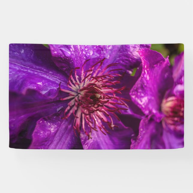 Clematis The President Banner (Horizontal)
