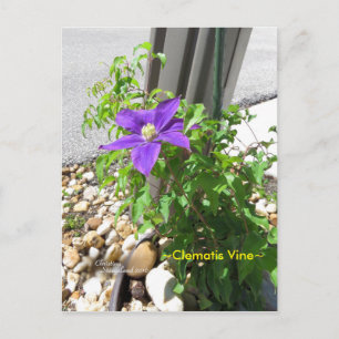 Clematis vigne violet Fleurs Spiegeland Carte post