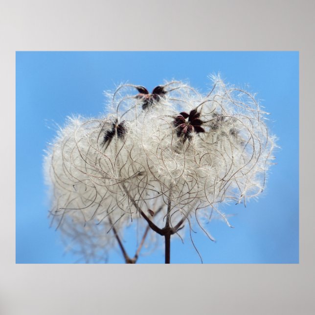 Clematis vitalba - Old Man's Beard Poster (Front)