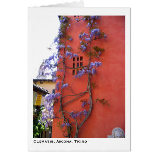 Clématite, Ascona, Tessin