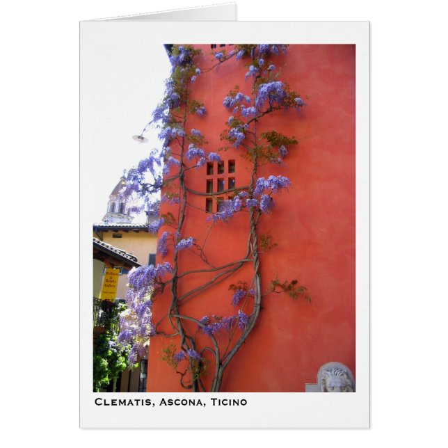 Clématite, Ascona, Tessin (Devant)