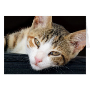 Cleo Cat Card