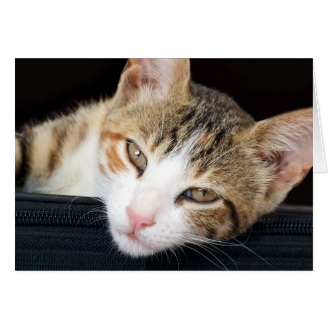 Cleo Cat Card (Front Horizontal)