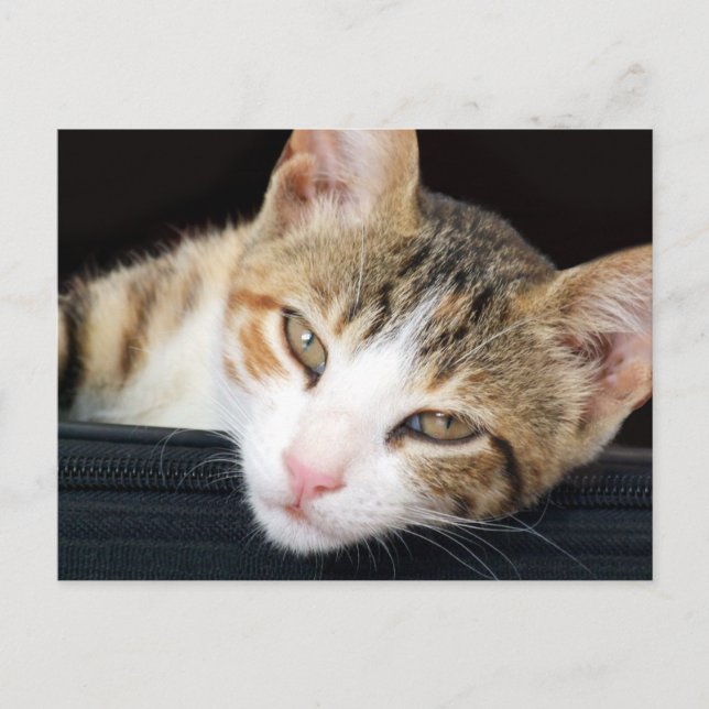 Cleo Cat Postcard (Front)
