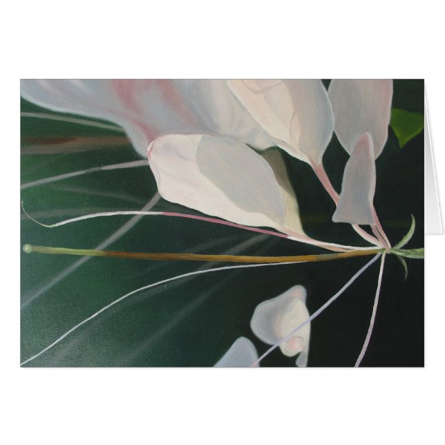 Cleome (Front Horizontal)