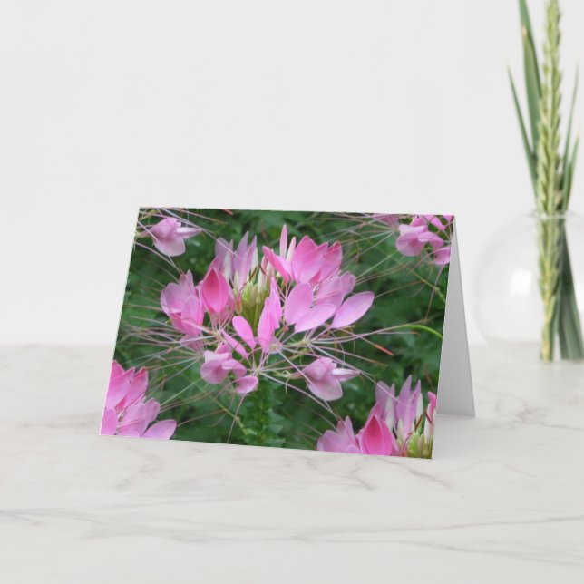 Cleome Card (Front)