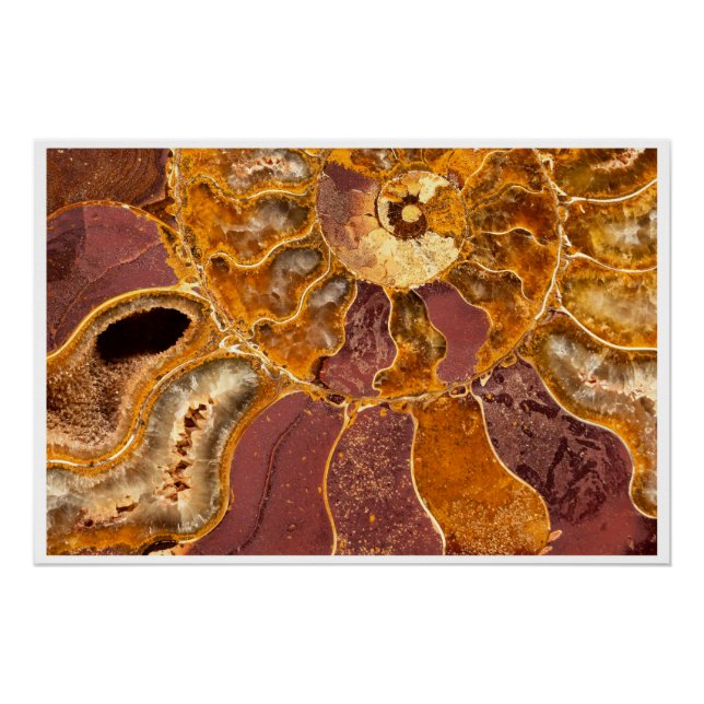 Cleoniceras Ammonite Fossil Wall Art Nature Print (Front)